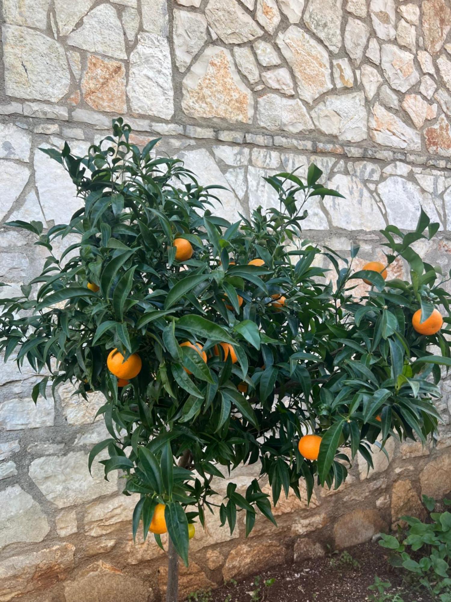 ホテル Jardin Miraculeux ヒマラ エクステリア 写真