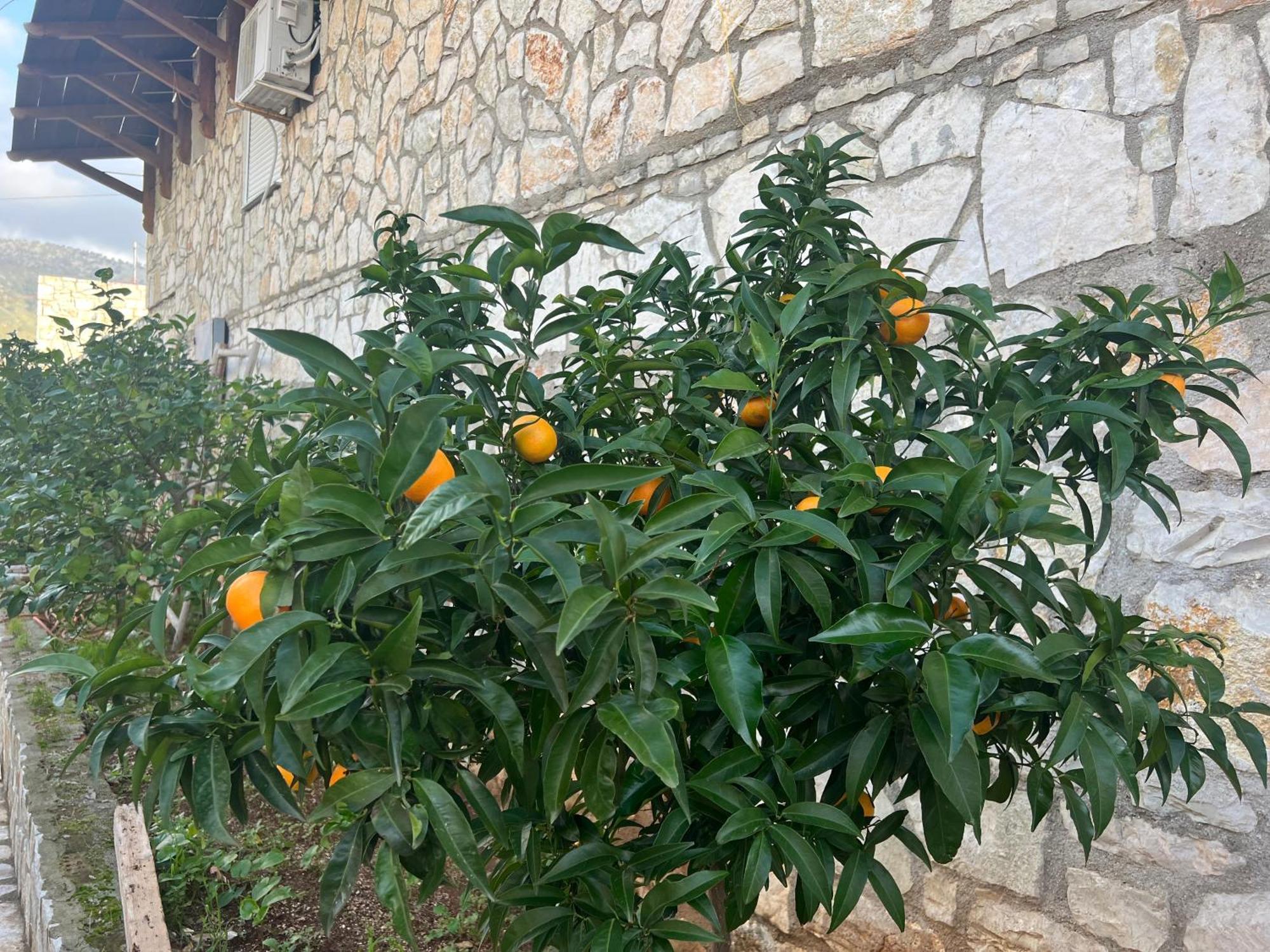 ホテル Jardin Miraculeux ヒマラ エクステリア 写真